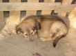 DSC04002.JPG